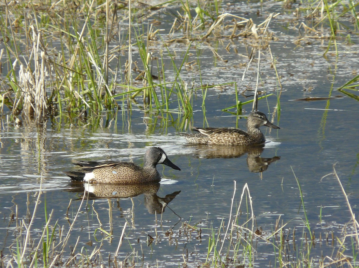 Blue-winged Teal - ML57582701