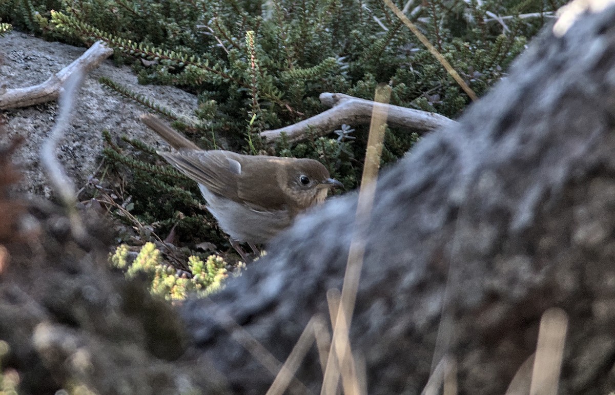 Gray-cheeked Thrush - ML575827611