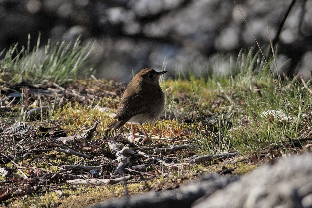 Gray-cheeked Thrush - ML575827621