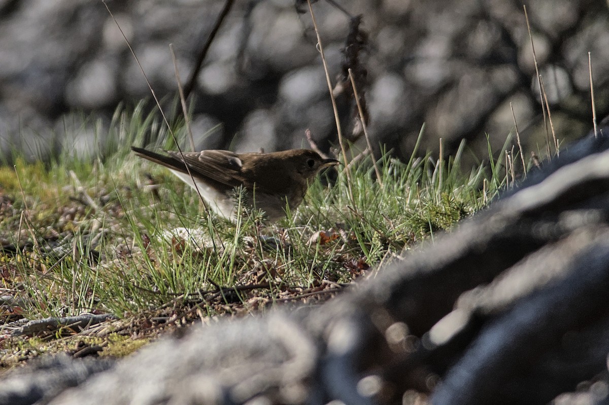 Gray-cheeked Thrush - ML575827631