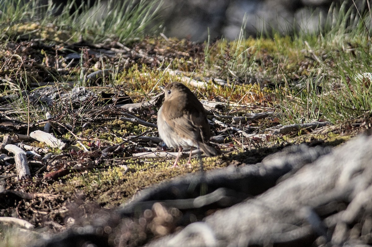 Gray-cheeked Thrush - ML575827641