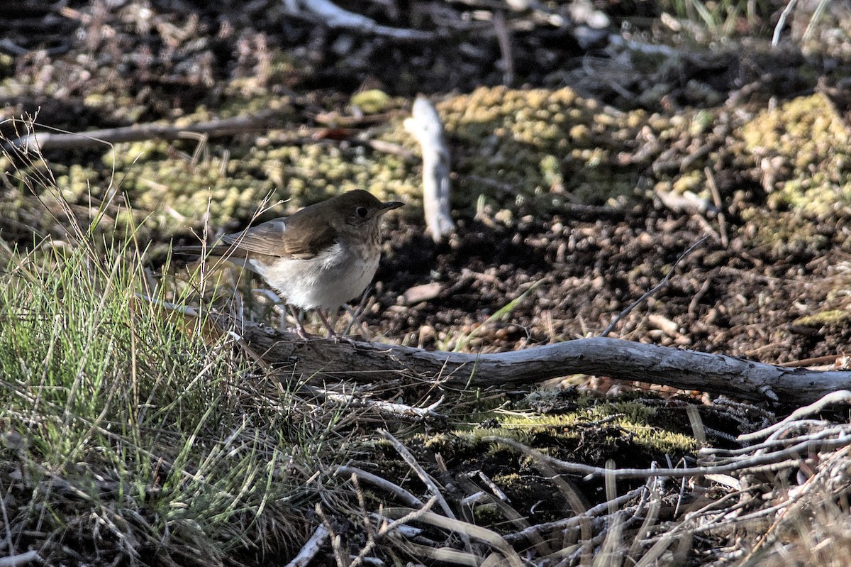 Gray-cheeked Thrush - ML575827651