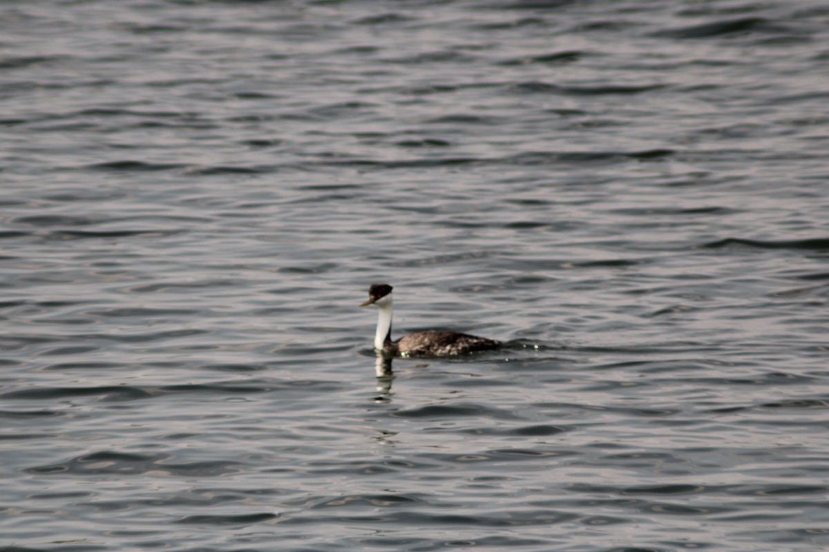 Western Grebe - Dan Mackesy