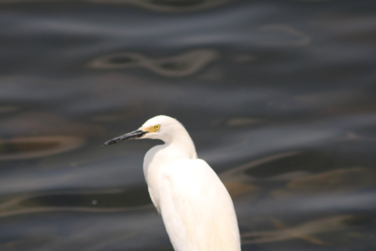 Snowy Egret - Dan Mackesy