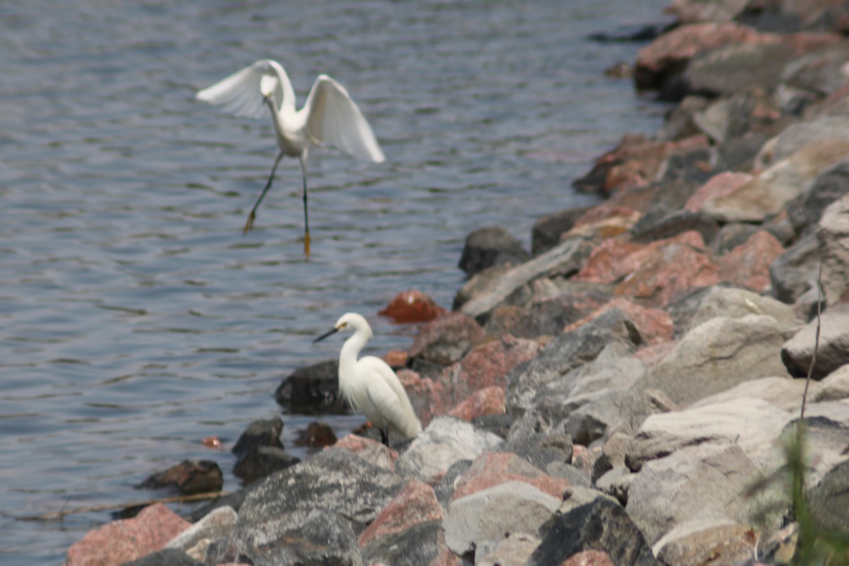 Snowy Egret - Dan Mackesy