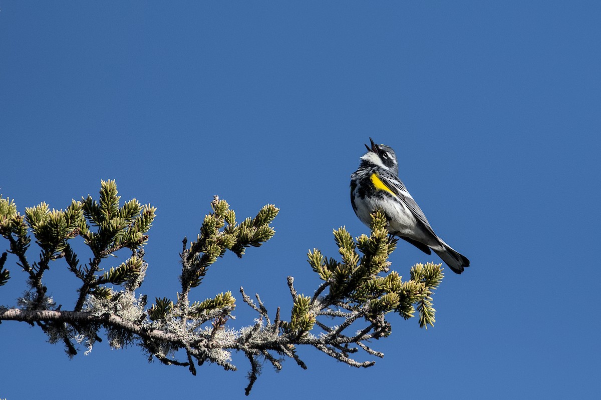 Yellow-rumped Warbler - ML575828471