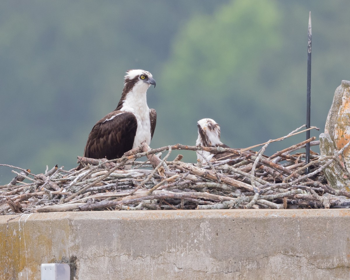 Osprey (carolinensis) - ML575828561