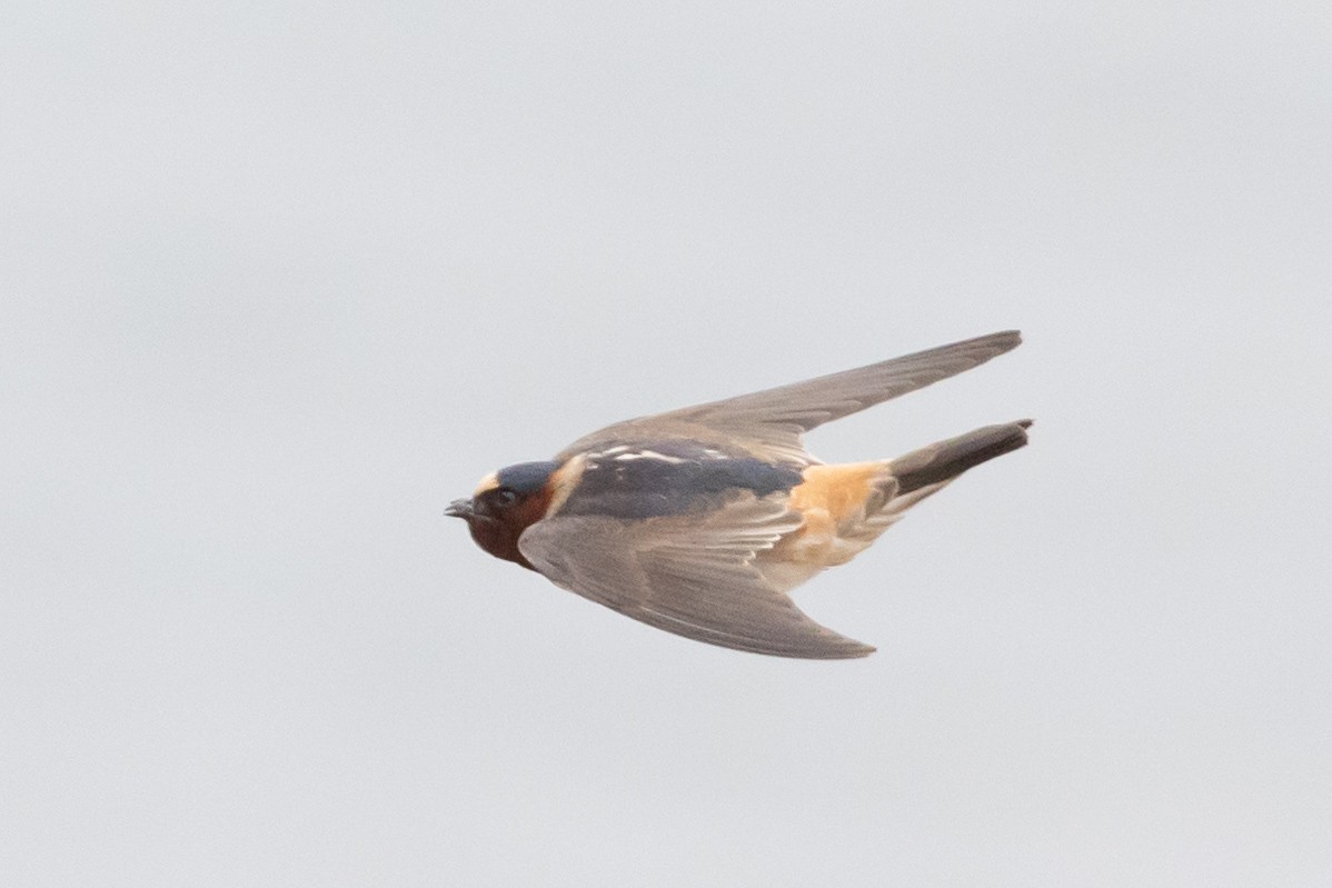 Hirondelle à front blanc - ML575828921