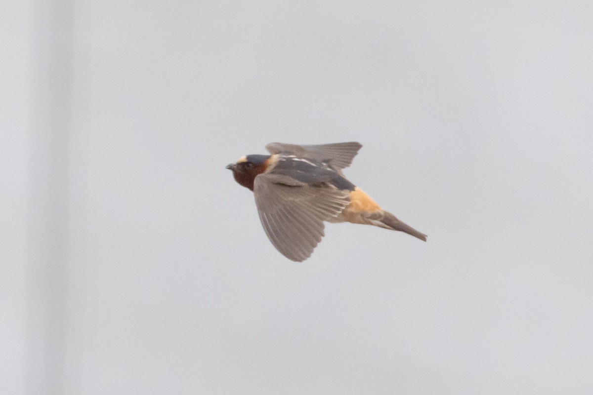 Cliff Swallow - ML575828961