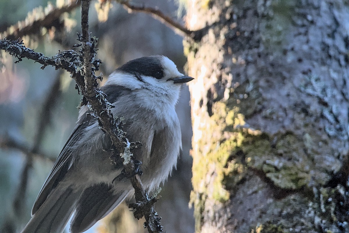 Canada Jay - ML575829311