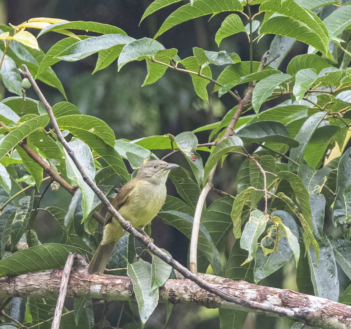 Sulphur-bellied Bulbul - ML575829781