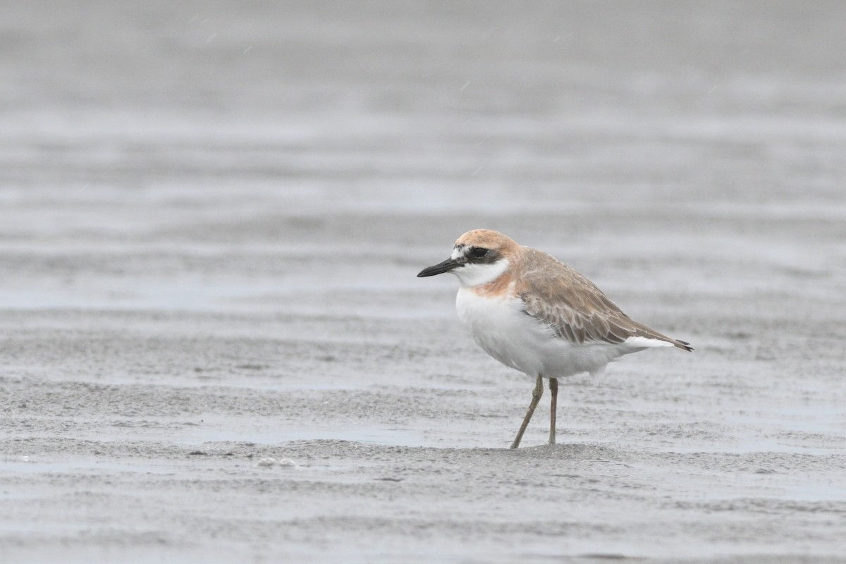 Greater Sand-Plover - Tenma Tsuchiya