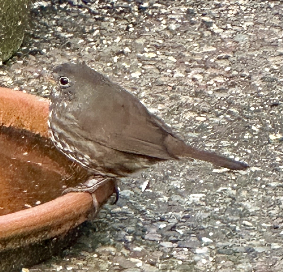 Fox Sparrow - ML575830241