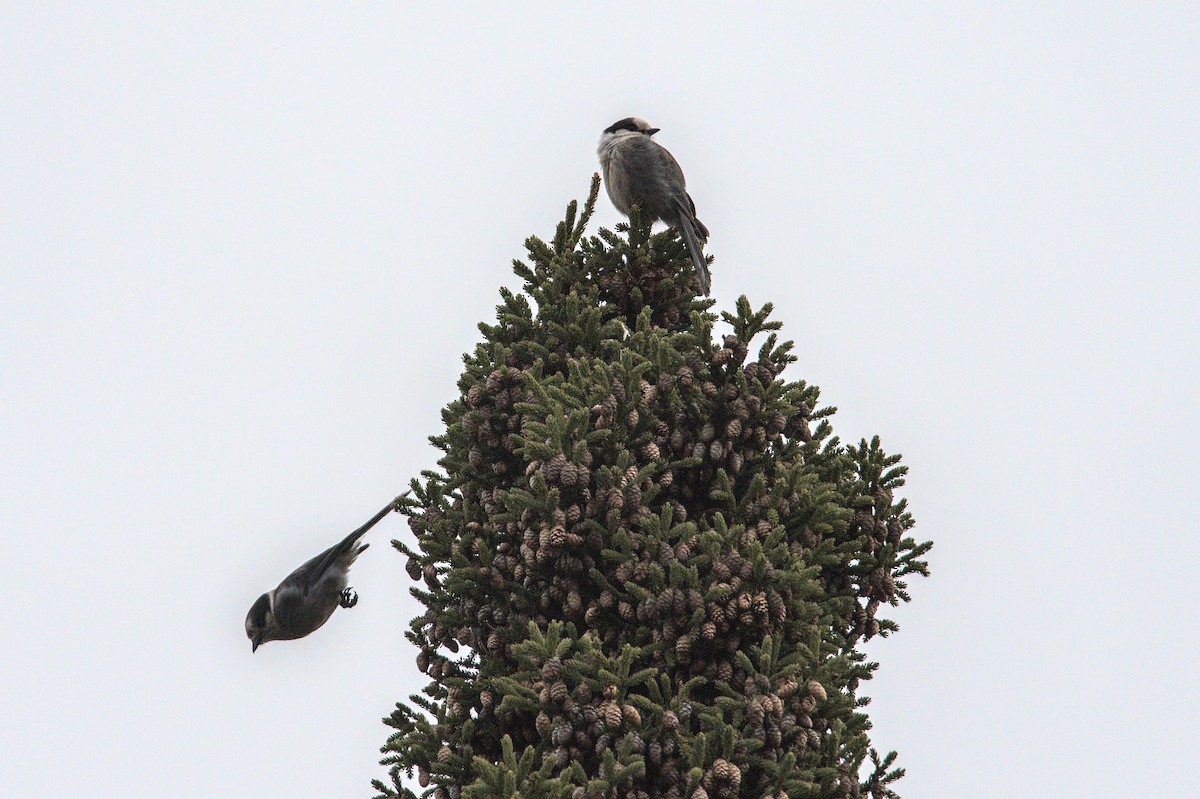 Canada Jay - ML575830311