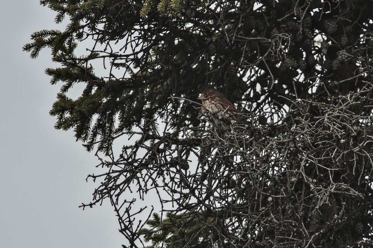 Fox Sparrow - Lucas Berrigan