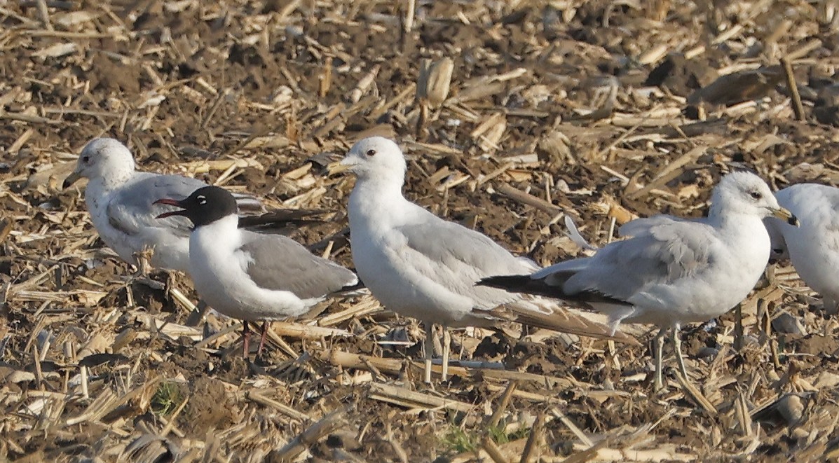 Laughing Gull - ML575832271