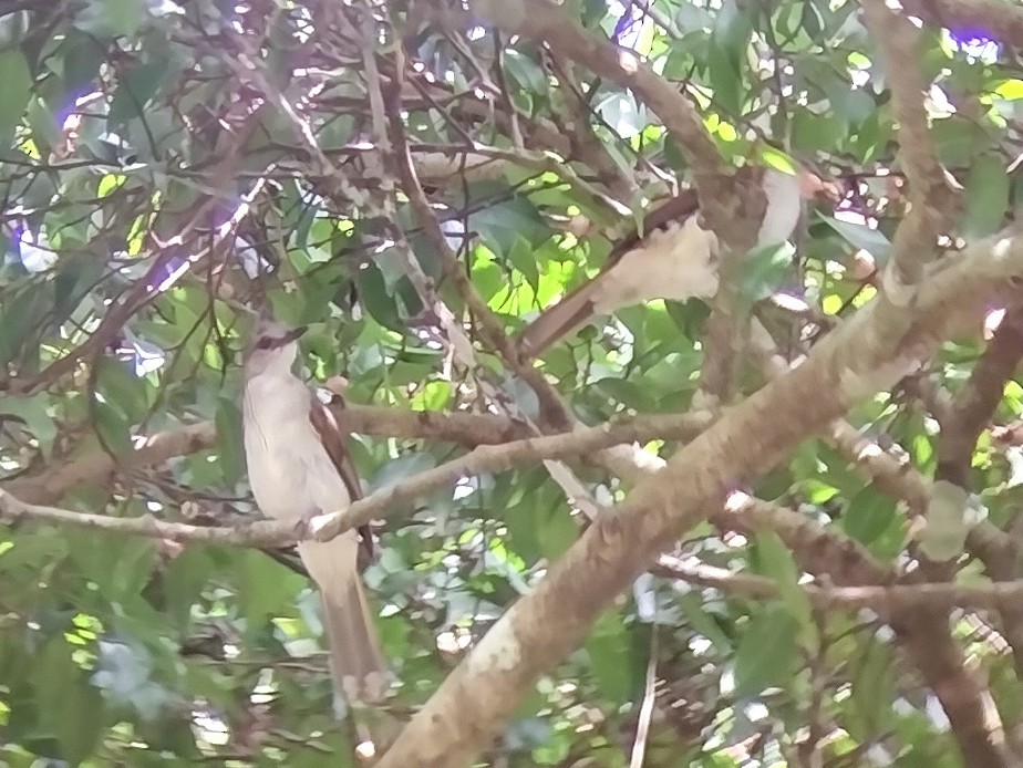 Puff-backed Bulbul - ML575833241