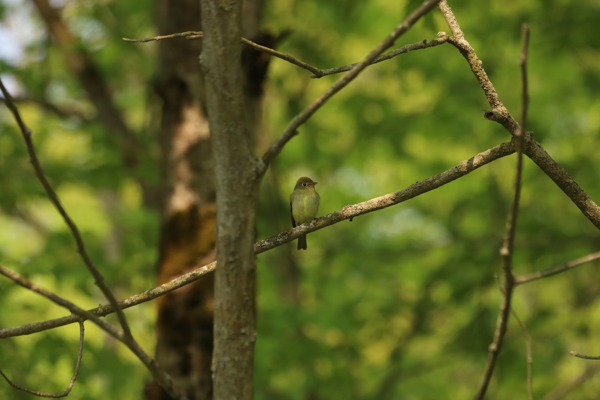 Yellow-bellied Flycatcher - ML575834641