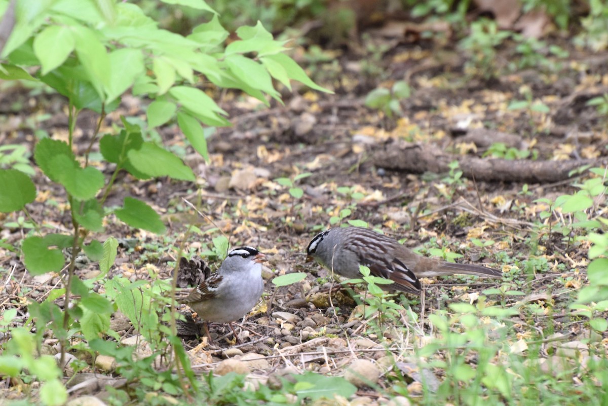 White-crowned Sparrow - irina shulgina