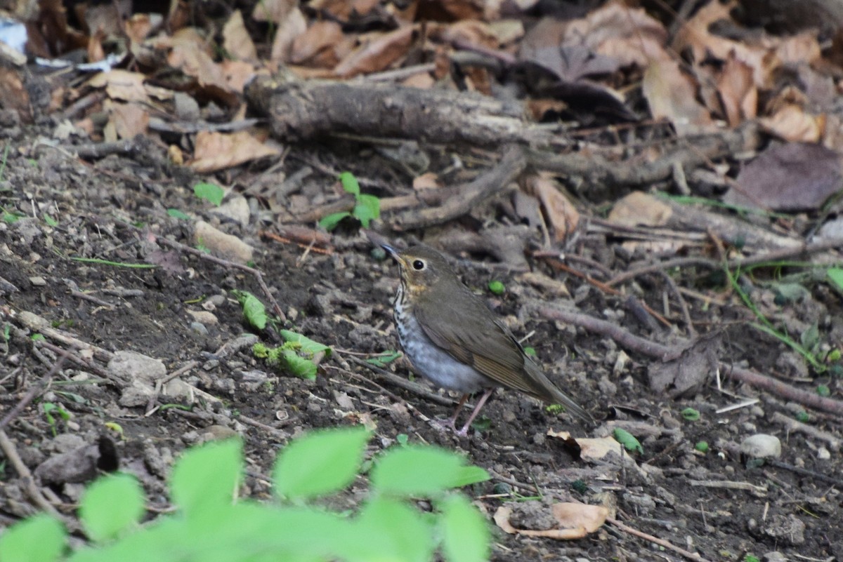 Swainson's Thrush - ML57583561