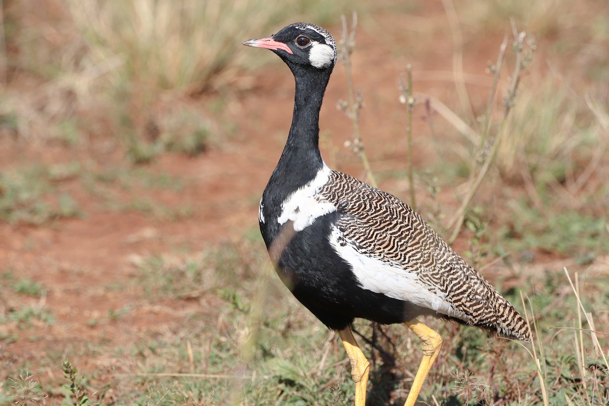 White-quilled Bustard - ML575837171