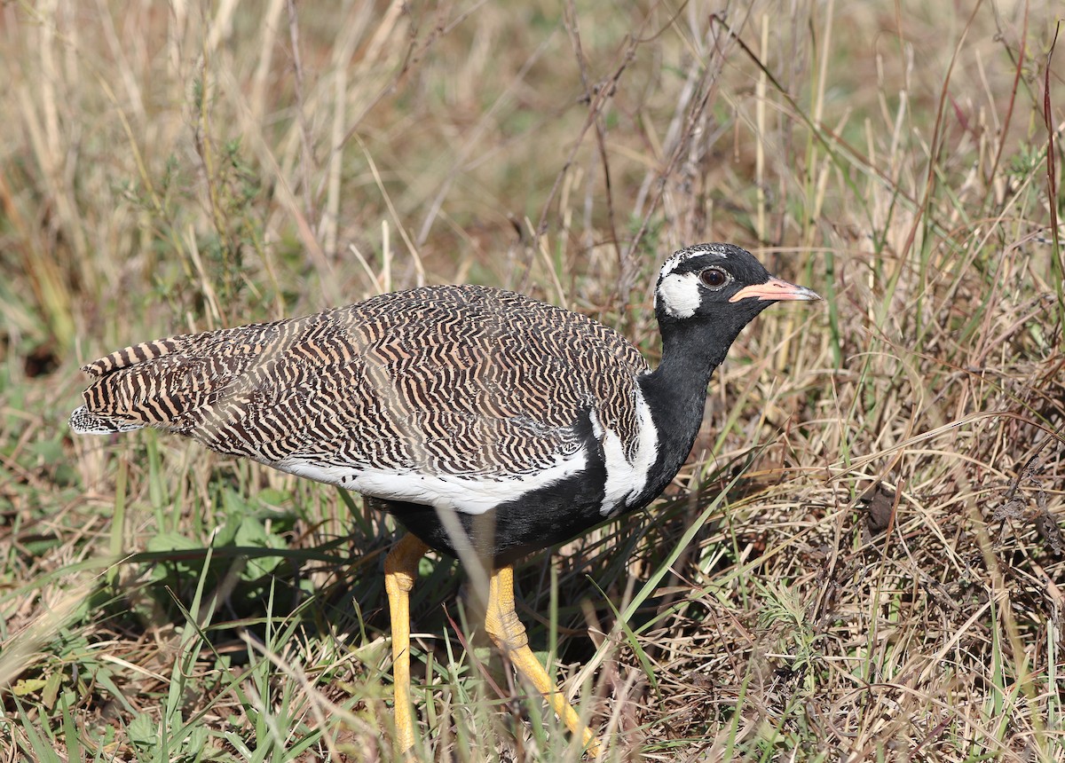 White-quilled Bustard - ML575837221