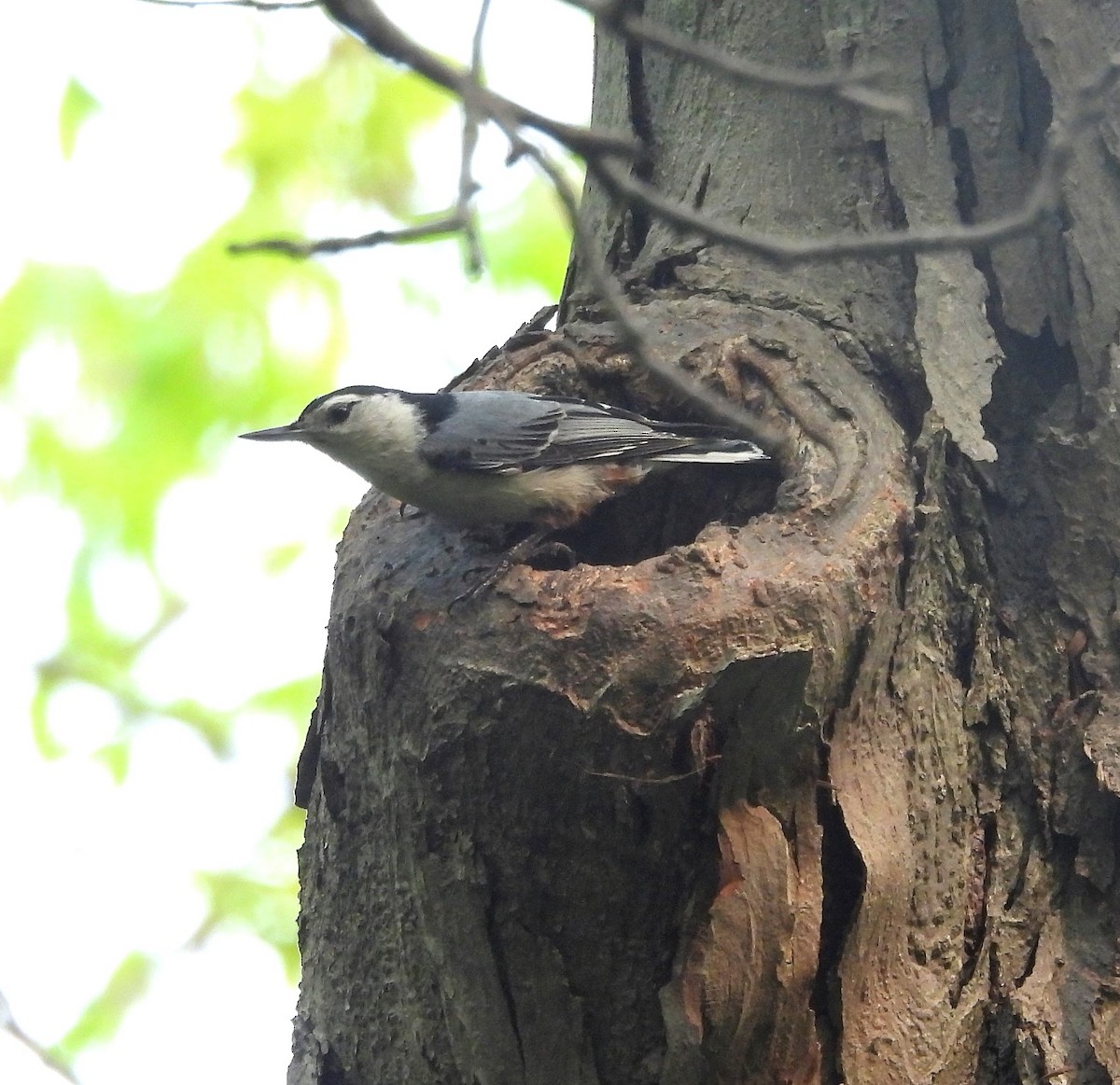 White-breasted Nuthatch - ML575837601
