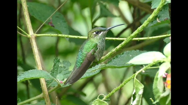 Grünstirn-Brillantkolibri - ML575837771