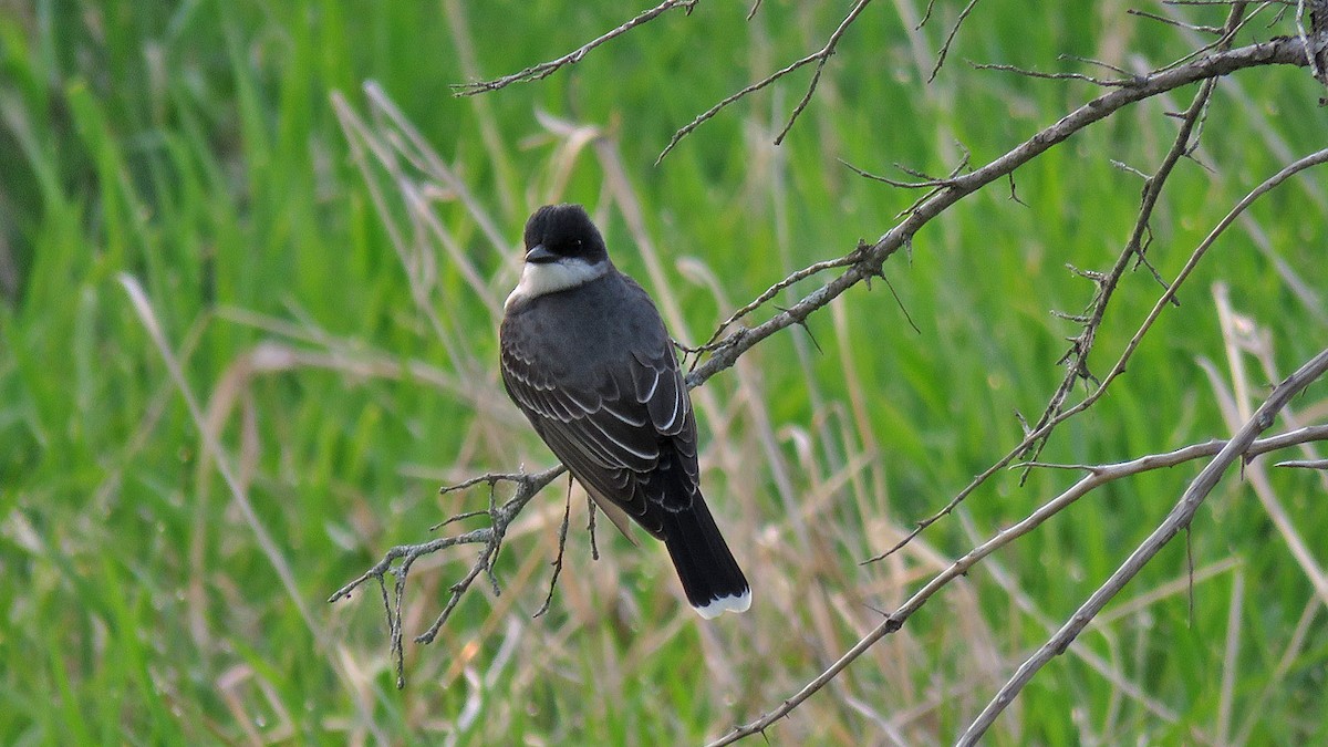 Eastern Kingbird - ML575839351