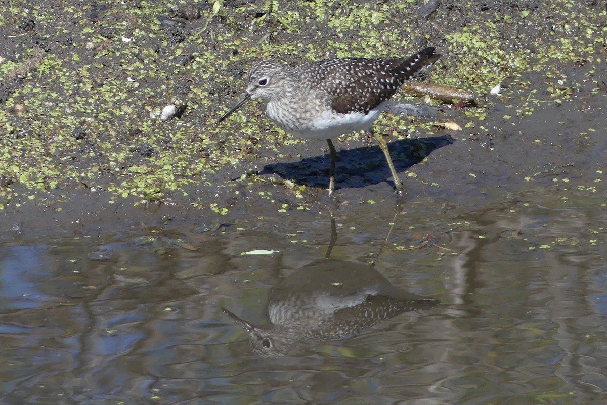 Solitary Sandpiper - Tom Shepard