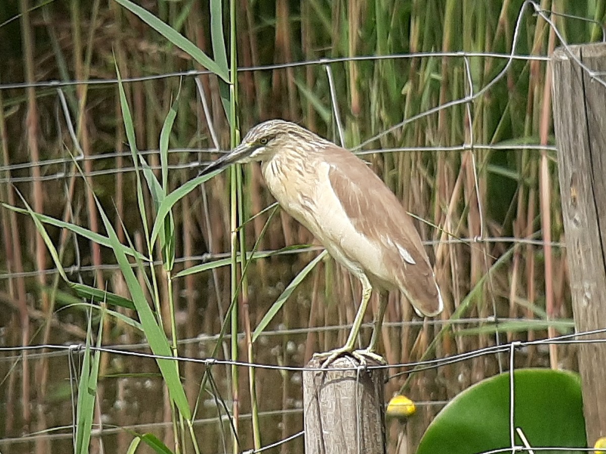 Squacco Heron - ML575839731