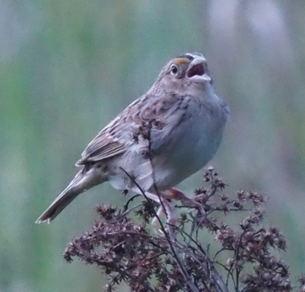 Grasshopper Sparrow - ML575840431