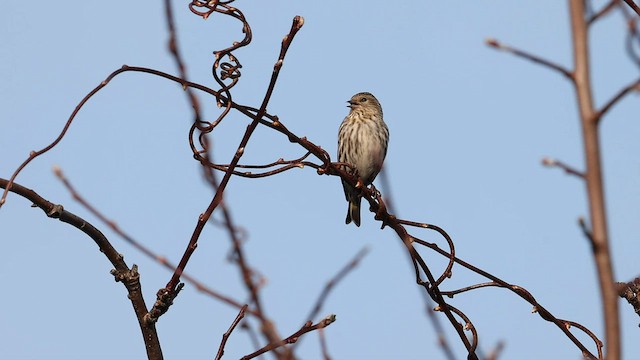 Pine Siskin - ML575840581