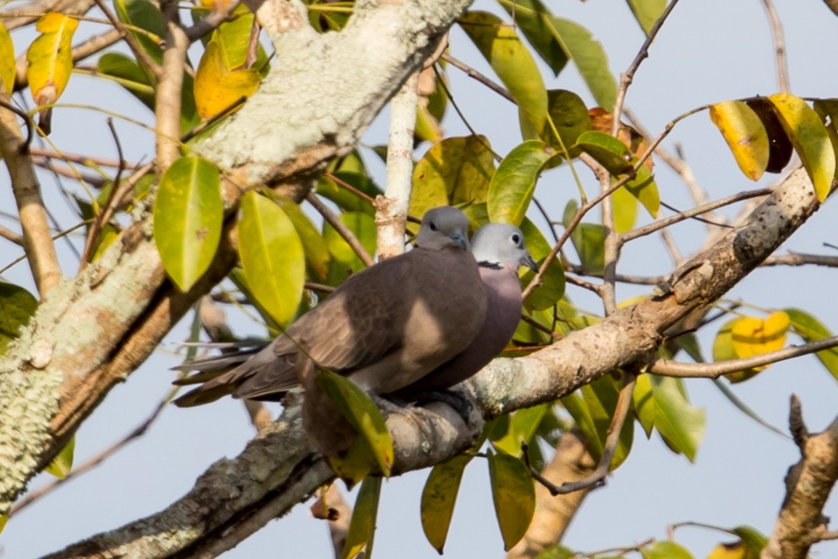 Red Collared-Dove - Raymond  Dan