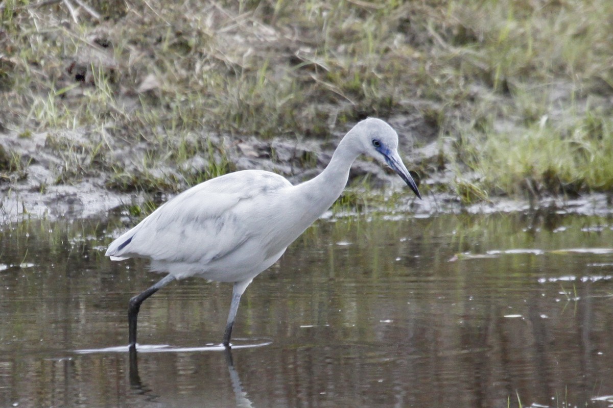 Little Blue Heron - ML57584151