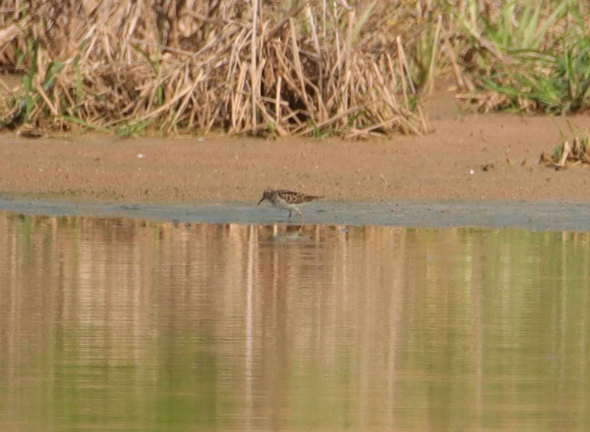 Least Sandpiper - ML575841981