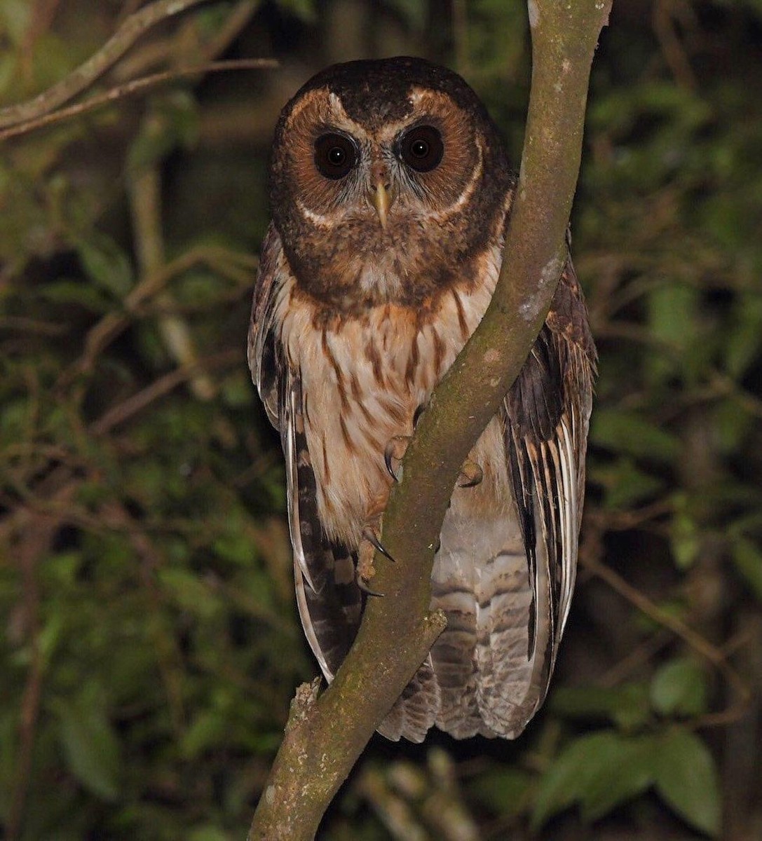 Mottled Owl - Mario Campagnoli