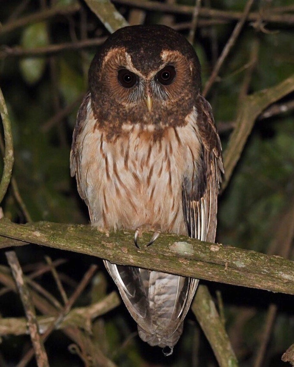Mottled Owl - Mario Campagnoli