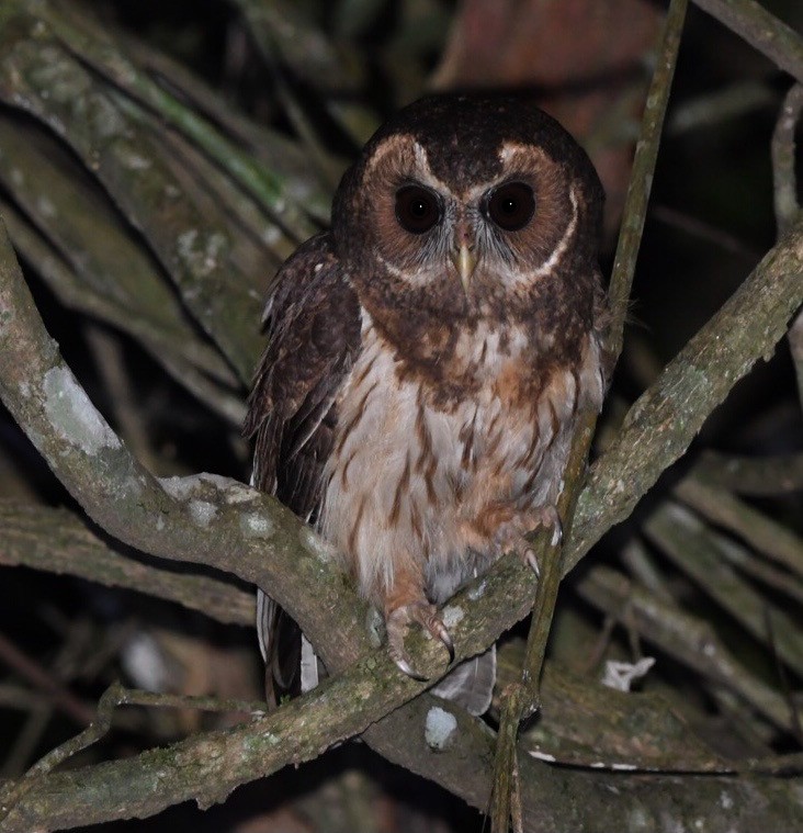 Mottled Owl - Mario Campagnoli