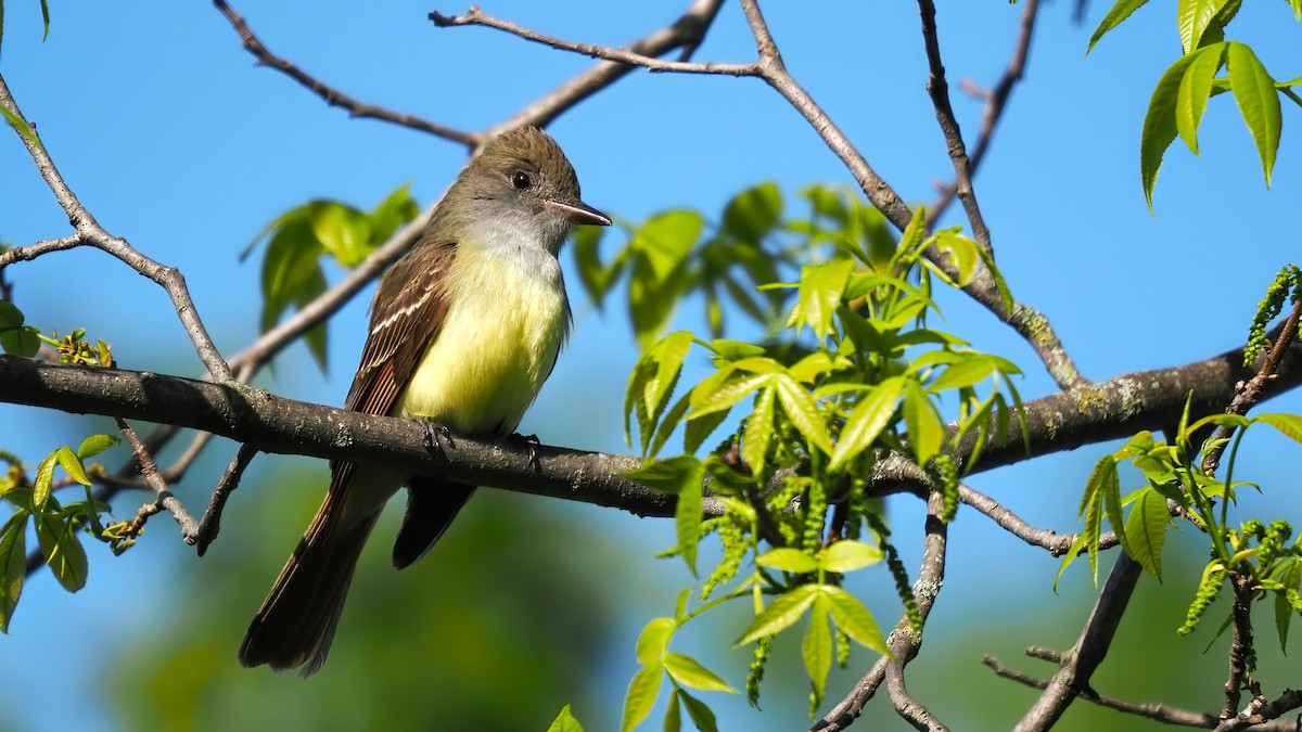 Great Crested Flycatcher - Mark Cloutier