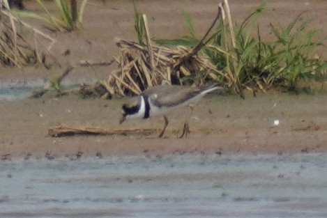 Semipalmated Plover - ML575844931