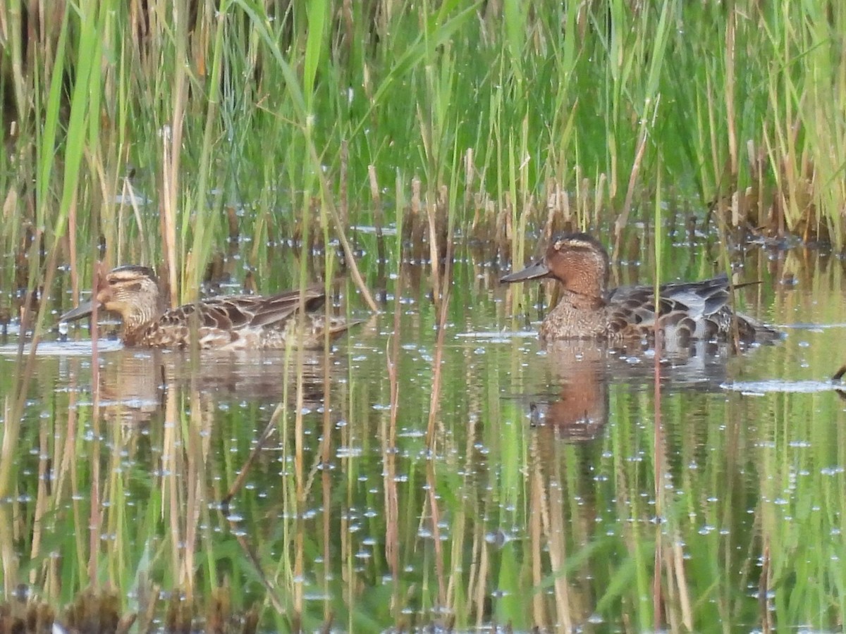 Garganey - ML575846061