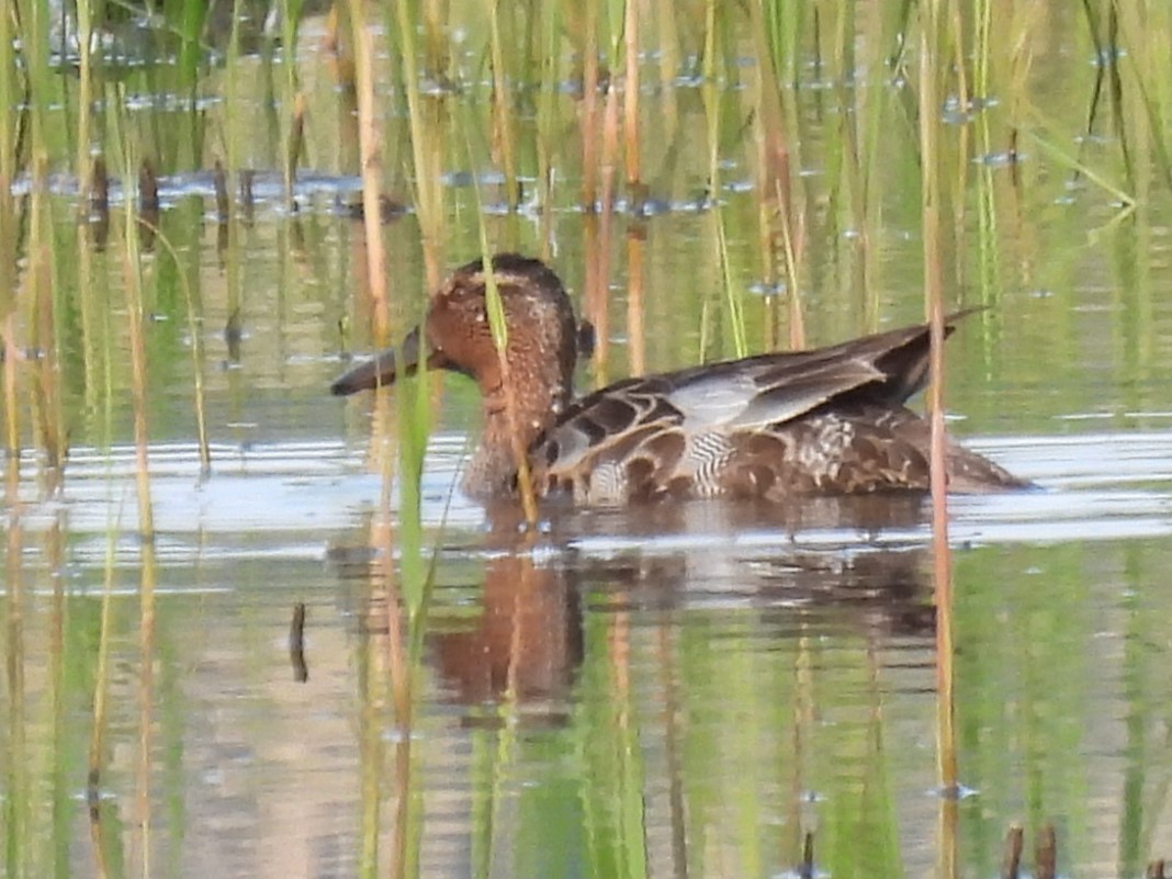 Garganey - ML575846071