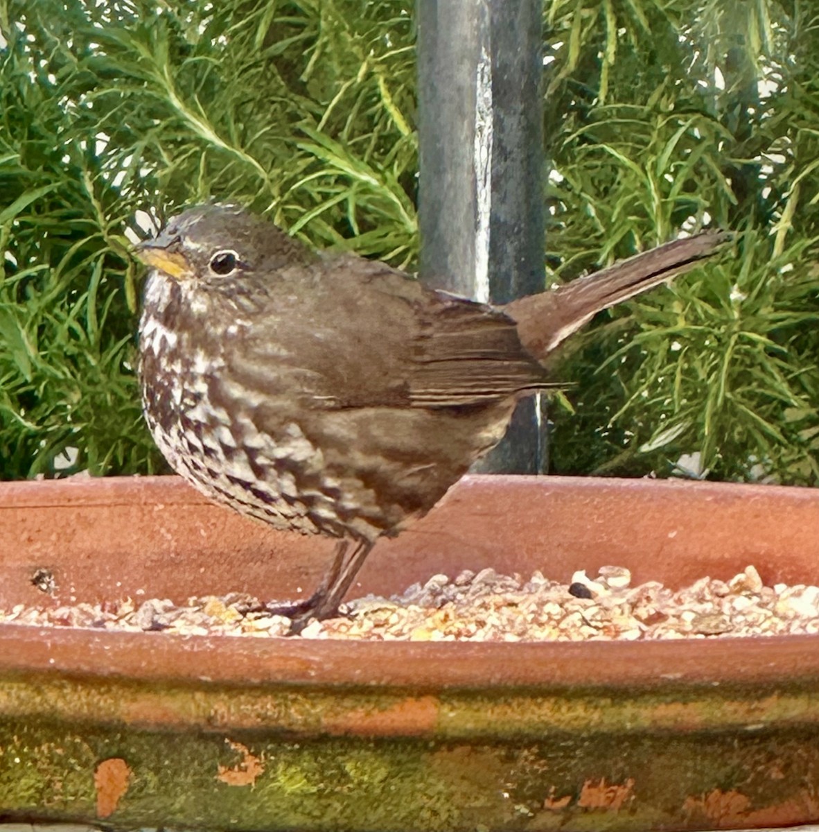 Fox Sparrow - ML575847051