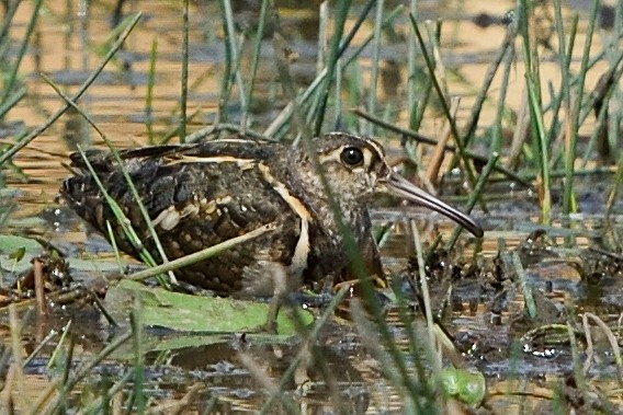 Greater Painted-Snipe - ML575847121