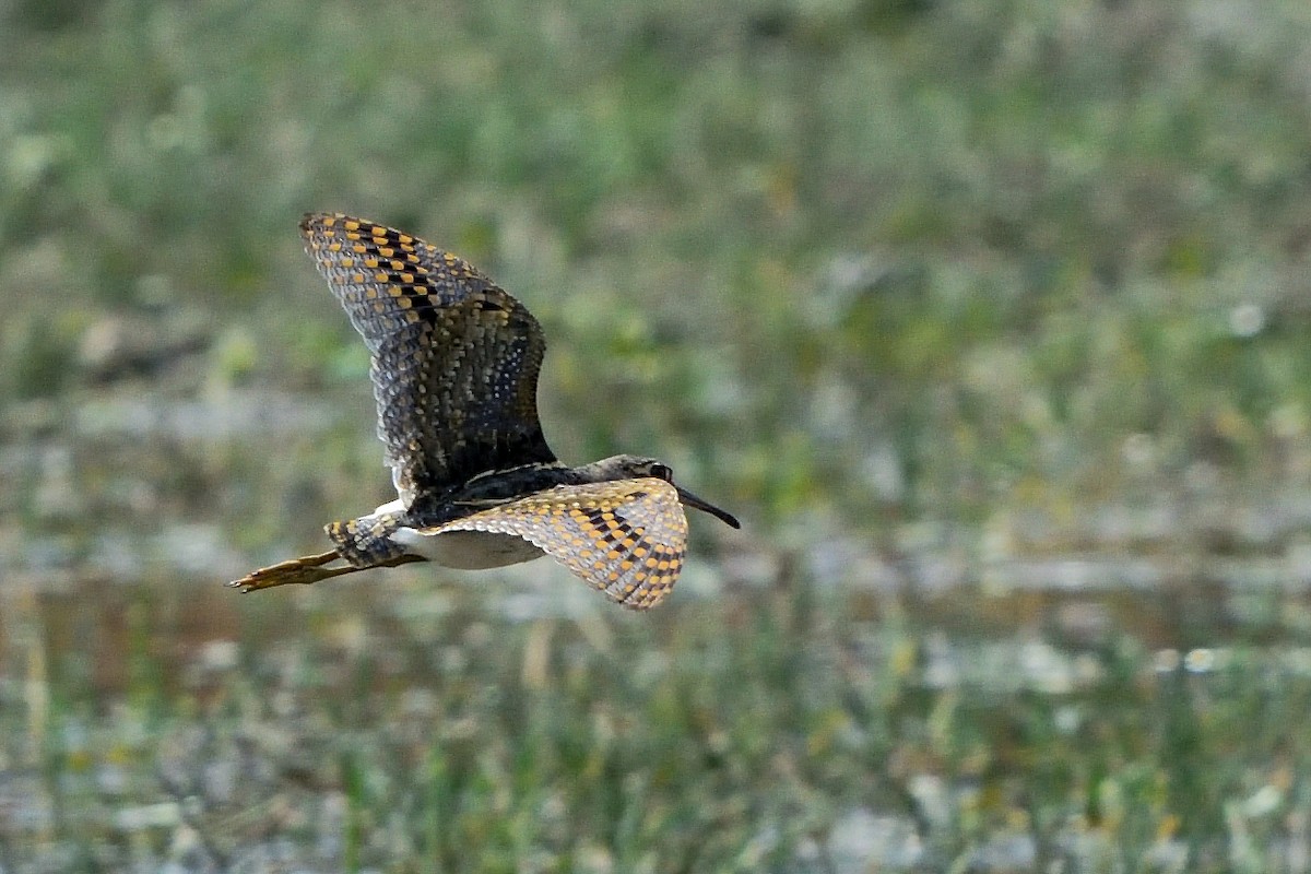 Greater Painted-Snipe - ML575847171