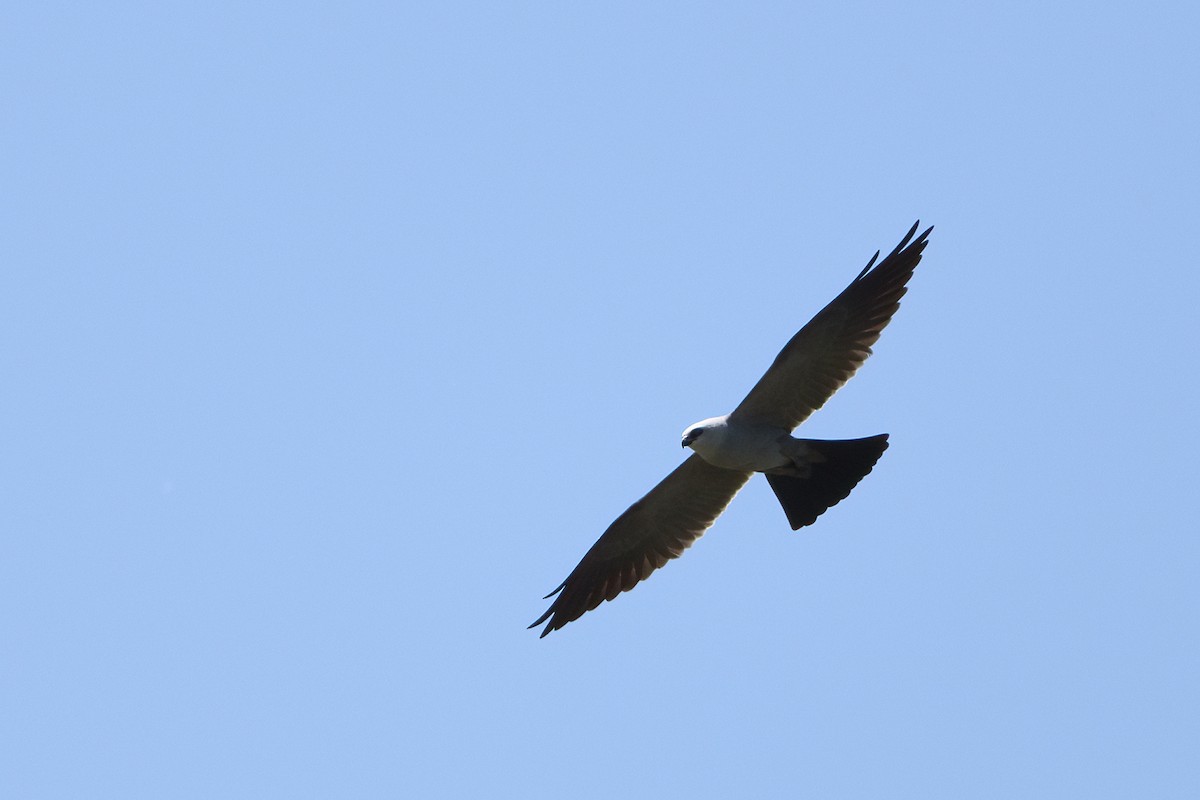 Mississippi Kite - ML575847201