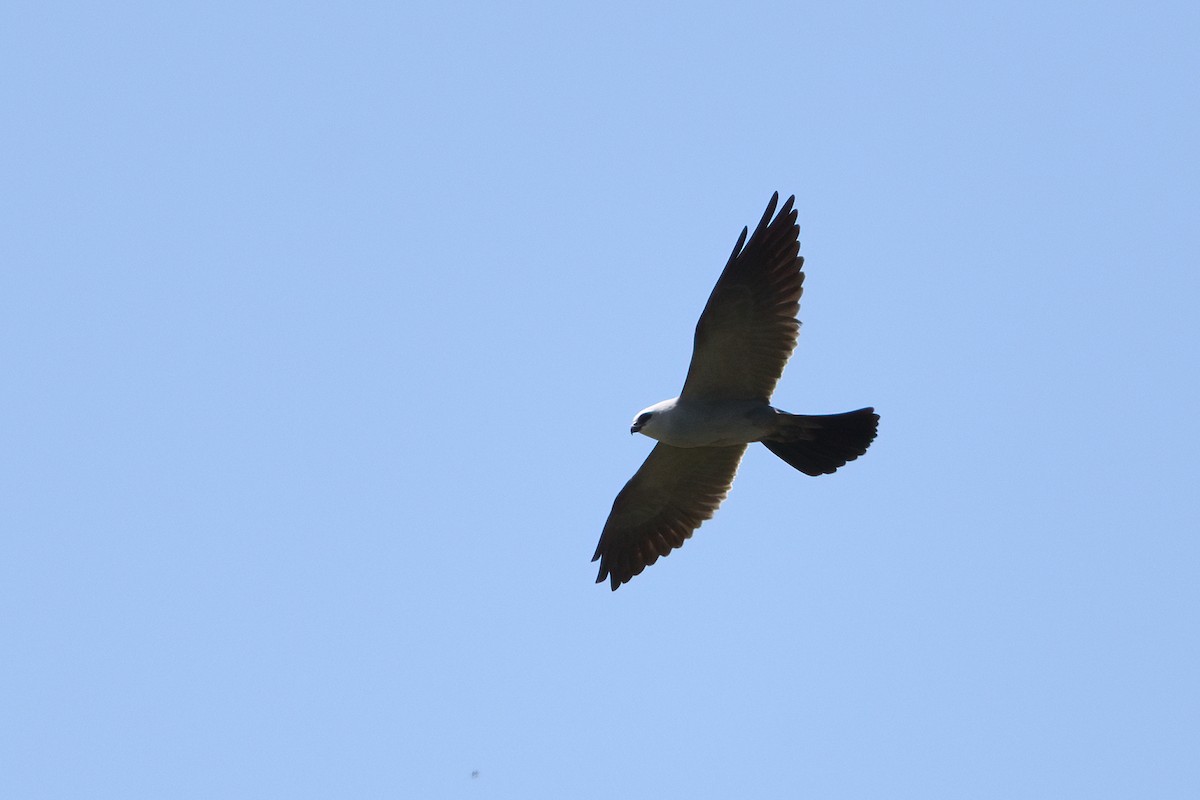 Mississippi Kite - ML575847211