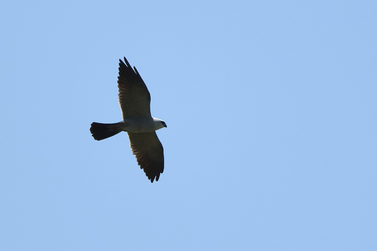 Mississippi Kite - ML575847221