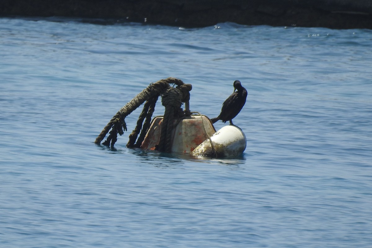 Cormorán Moñudo - ML575847291